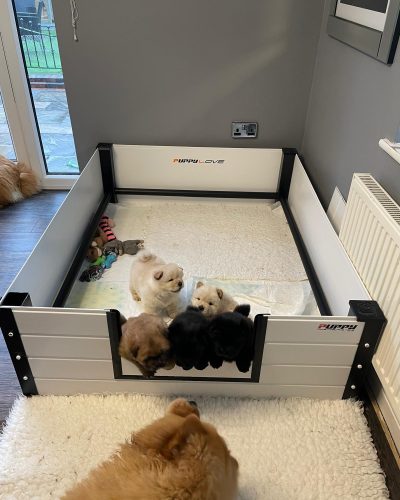 puppy love uk (1)