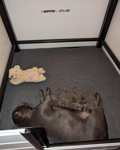 puppy love uk (2)