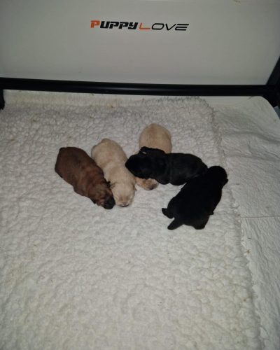 puppy love uk (8)